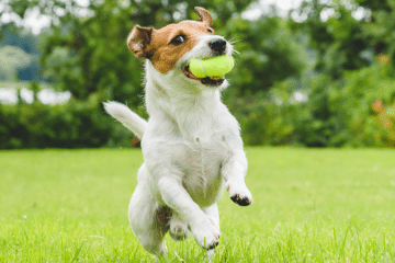 Dog Waste Cleanup