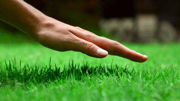 Lawn Care Blue Spring hand on Grass