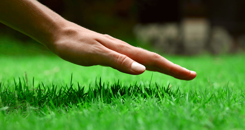 Lawn Care Blue Spring hand on Grass