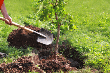 Planting & Removal