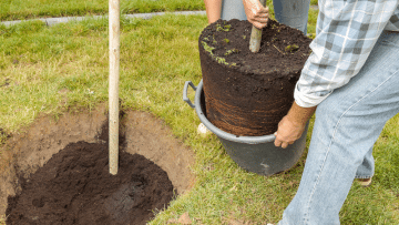 Planting and removal service tree, bush, shrubs, Kansas City, Lee's Summit, Independence, Blue Springs.
