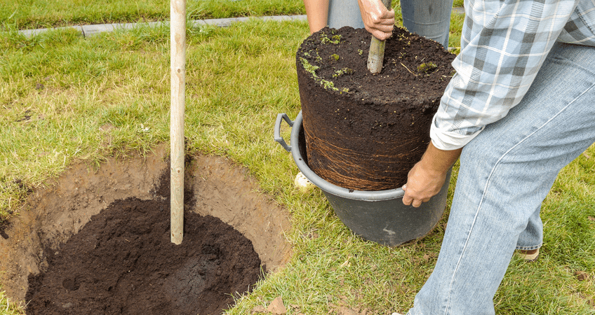 Planting and removal service tree, bush, shrubs, Kansas City, Lee's Summit, Independence, Blue Springs.