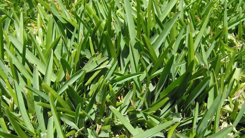 overseeding creates a healthier, thicker lawn.