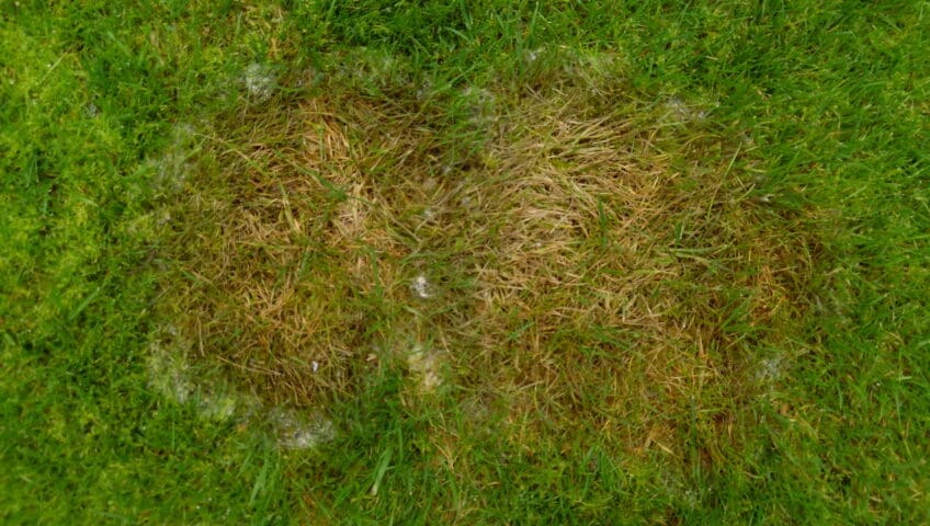 lawn fungal disease